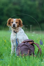 069948 Bretonischer Vorstehhund