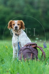 069949 Bretonischer Vorstehhund