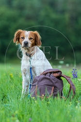 069950 Bretonischer Vorstehhund