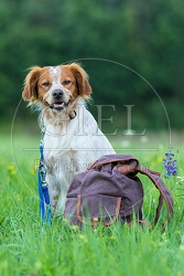 069951 Bretonischer Vorstehhund