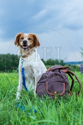 069952 Bretonischer Vorstehhund