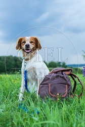 069953 Bretonischer Vorstehhund