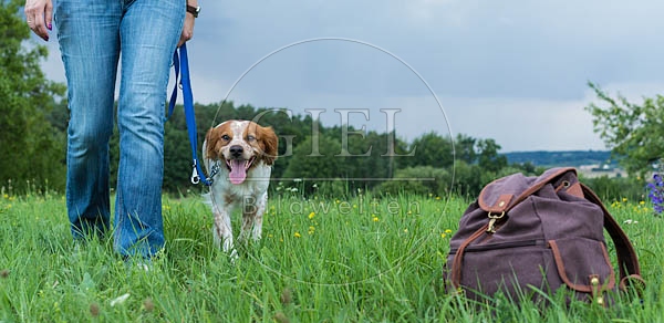 069955 Bretonischer Vorstehhund