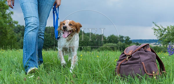 069956 Bretonischer Vorstehhund