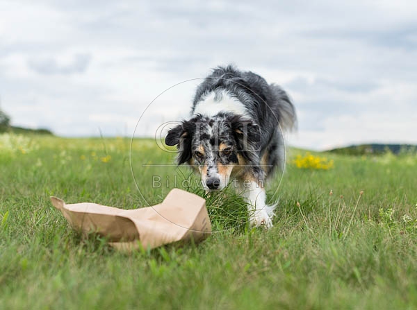 070659 Australian Shepherd