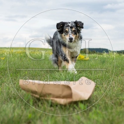 070660 Australian Shepherd