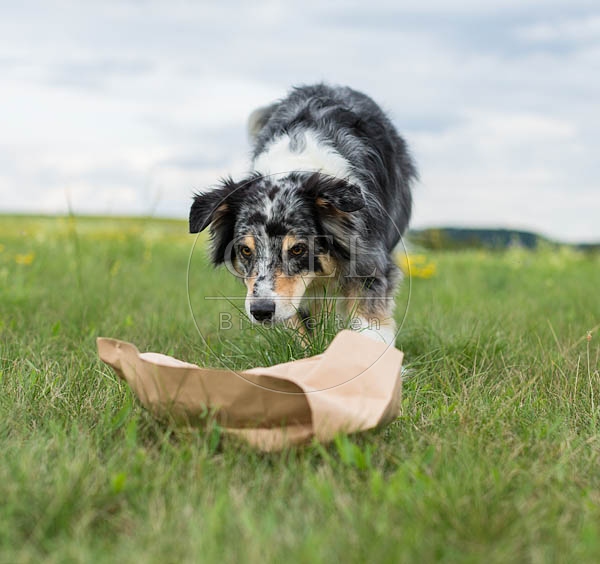 070661 Australian Shepherd