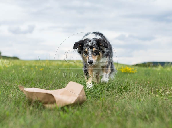 070662 Australian Shepherd