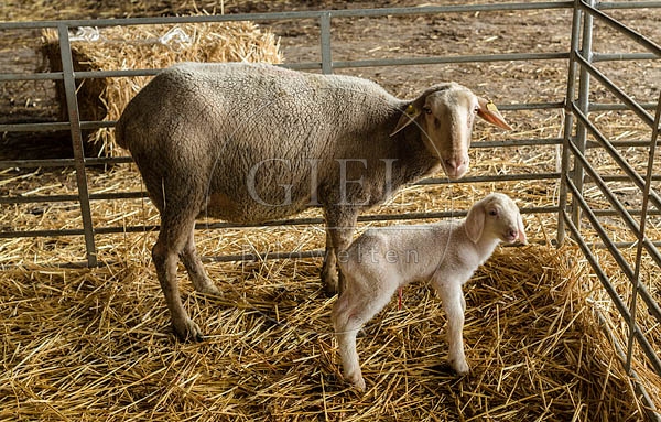 071930 Merino Schaf mit Lamm