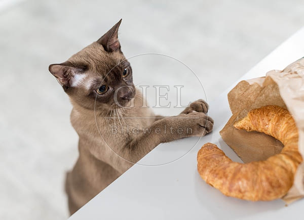 073284 junge Burmakatze