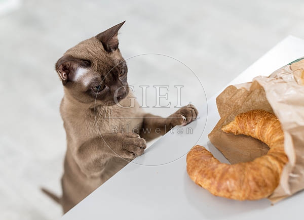 073285 junge Burmakatze