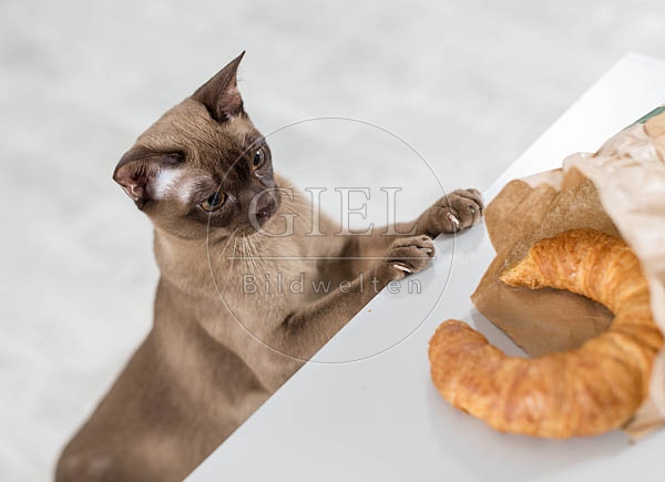 073286 junge Burmakatze