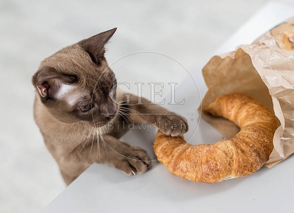 073287 junge Burmakatze