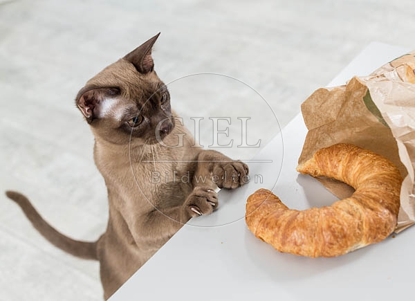 073288 junge Burmakatze
