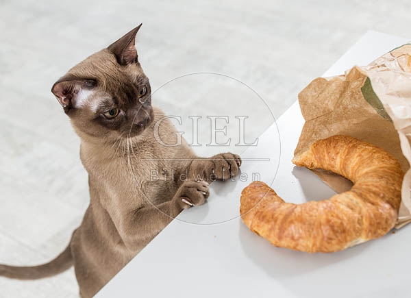 073289 junge Burmakatze