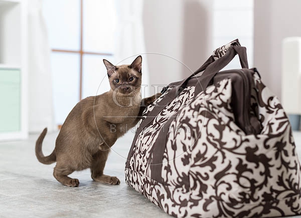 073290 junge Burmakatze