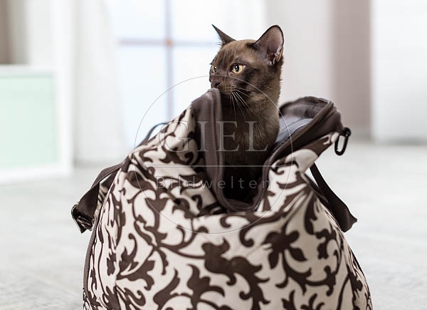 073291 junge Burmakatze