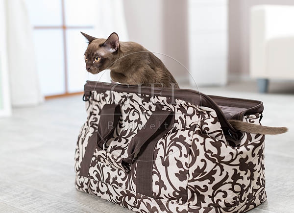 073292 junge Burmakatze