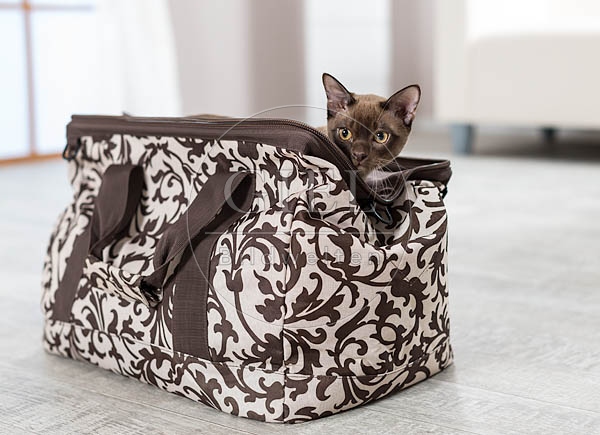 073293 junge Burmakatze