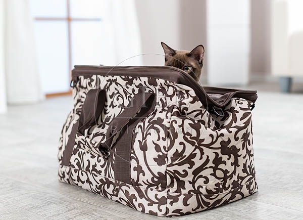 073294 junge Burmakatze