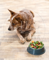 074390 Australian Cattle Dog