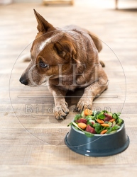 074391 Australian Cattle Dog