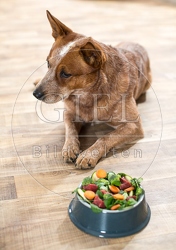 074392 Australian Cattle Dog