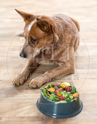 074393 Australian Cattle Dog