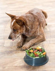 074394 Australian Cattle Dog