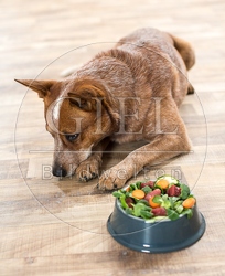 074395 Australian Cattle Dog