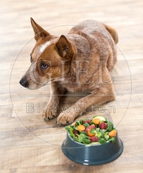 074396 Australian Cattle Dog