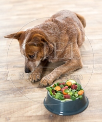 074397 Australian Cattle Dog