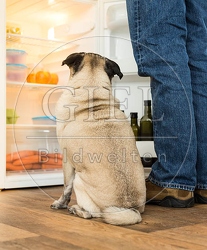 075643 Mops und Besitzer vor Kuehlschrank