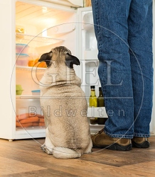 075644 Mops und Besitzer vor Kuehlschrank