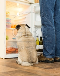 075645 Mops und Besitzer vor Kuehlschrank