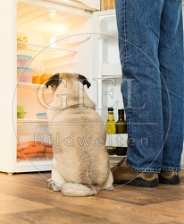 075646 Mops und Besitzer vor Kuehlschrank