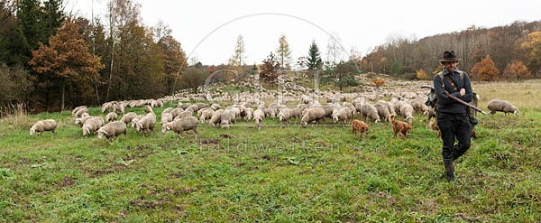 078334 Schaefer, Schafherde, Merino Schafe und Altdeutsche Huetehunde