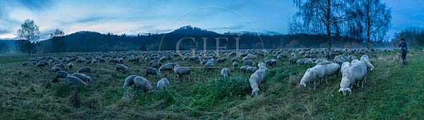 078336 Schaefer und Schafherde, Merino Schafe