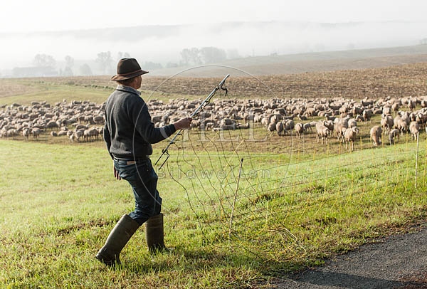 078452 Schaefer und Schafherde, Merino Schafe