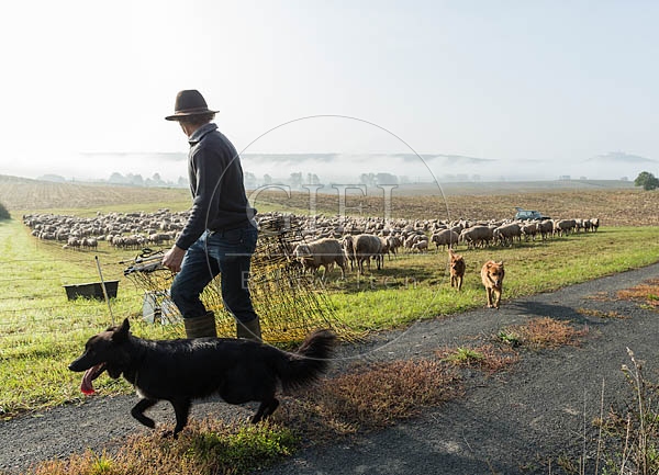 078453 Schaefer, Schafherde, Merino Schafe und Altdeutsche Huetehunde