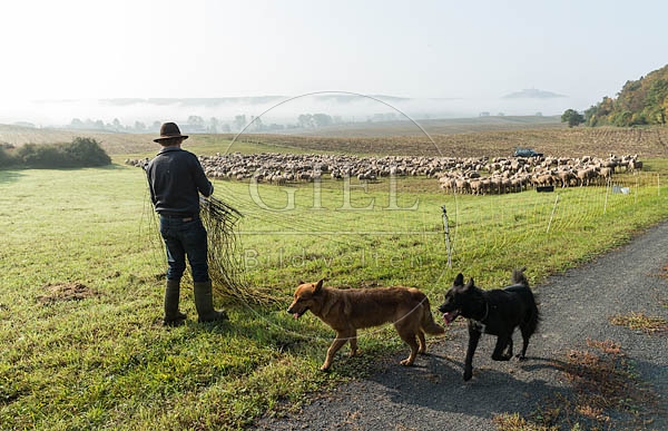 078454 Schaefer, Schafherde, Merino Schafe und Altdeutsche Huetehunde