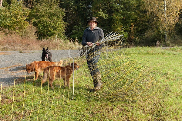 078455 Schaefer und Altdeutsche Huetehunde