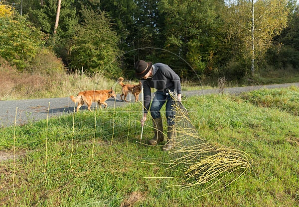 078456 Schaefer und Altdeutsche Huetehunde