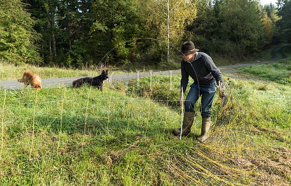 078457 Schaefer und Altdeutsche Huetehunde