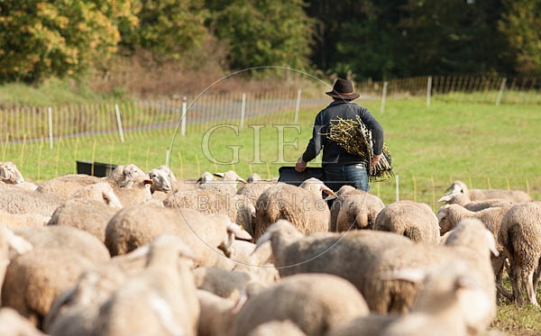 078458 Schaefer und Schafherde, Merino Schafe
