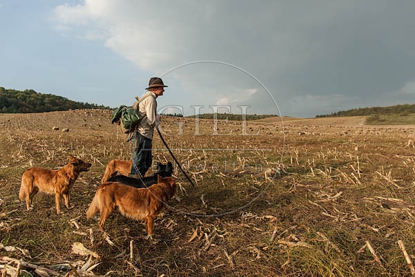 078482 Schaefer und Altdeutsche Huetehunde