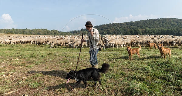 078493 Schaefer, Altdeutsche Huetehunde und Schafherde, Merino Schafe