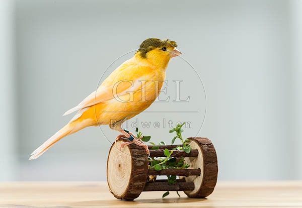 079569 Kanarienvogel mit Haube