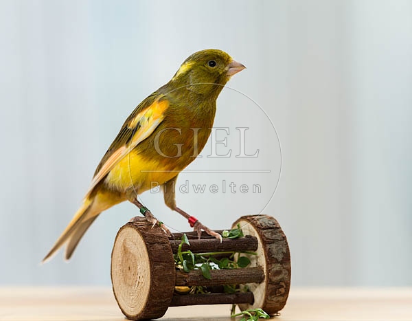 079571 Kanarienvogel
