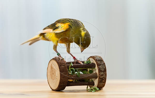 079572 Kanarienvogel